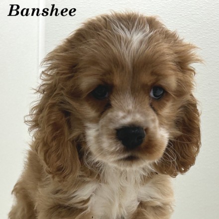 puppy, for, sale, Cocker Spaniel, Joe & Cherri  Overlease, dog, breeder, Miller, MO, dog-breeder, puppy-for-sale, forsale, nearby, find, puppyfind, locator, puppylocator, aca